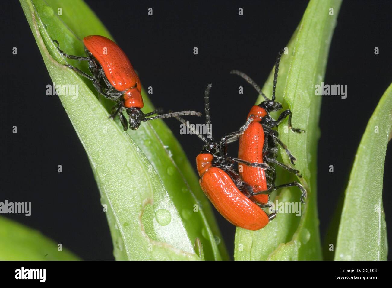 Beetle Asiatic Lily (Liliocerus lilii) MIW251090 Stock Photo Alamy