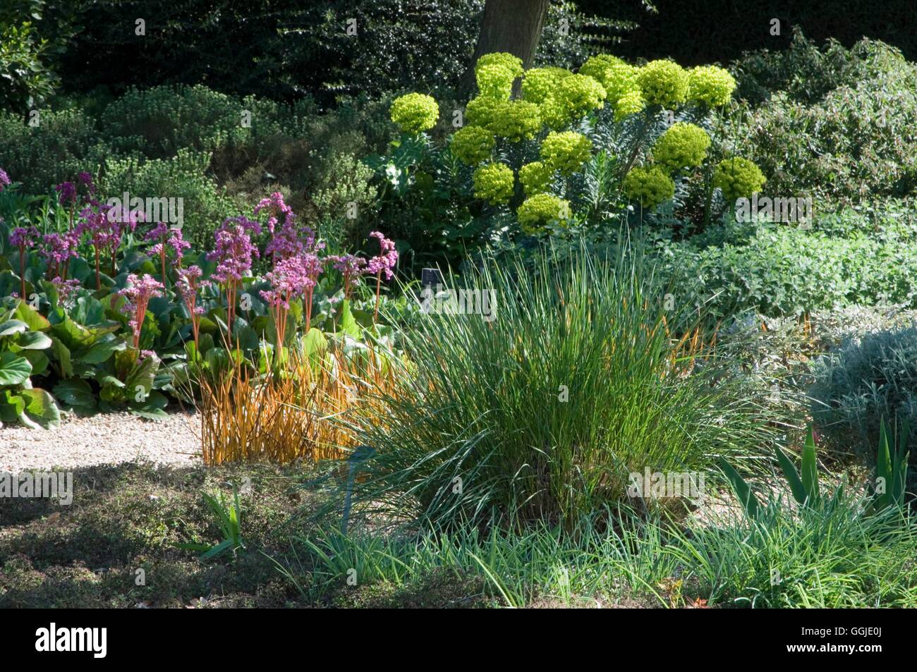 Beth Chatto Gardens- - The Dry/Mediterranean Garden with Stipa splendens  Libertia perigrinans  Bergenia 'Ballawley'and Euphorbi Stock Photo