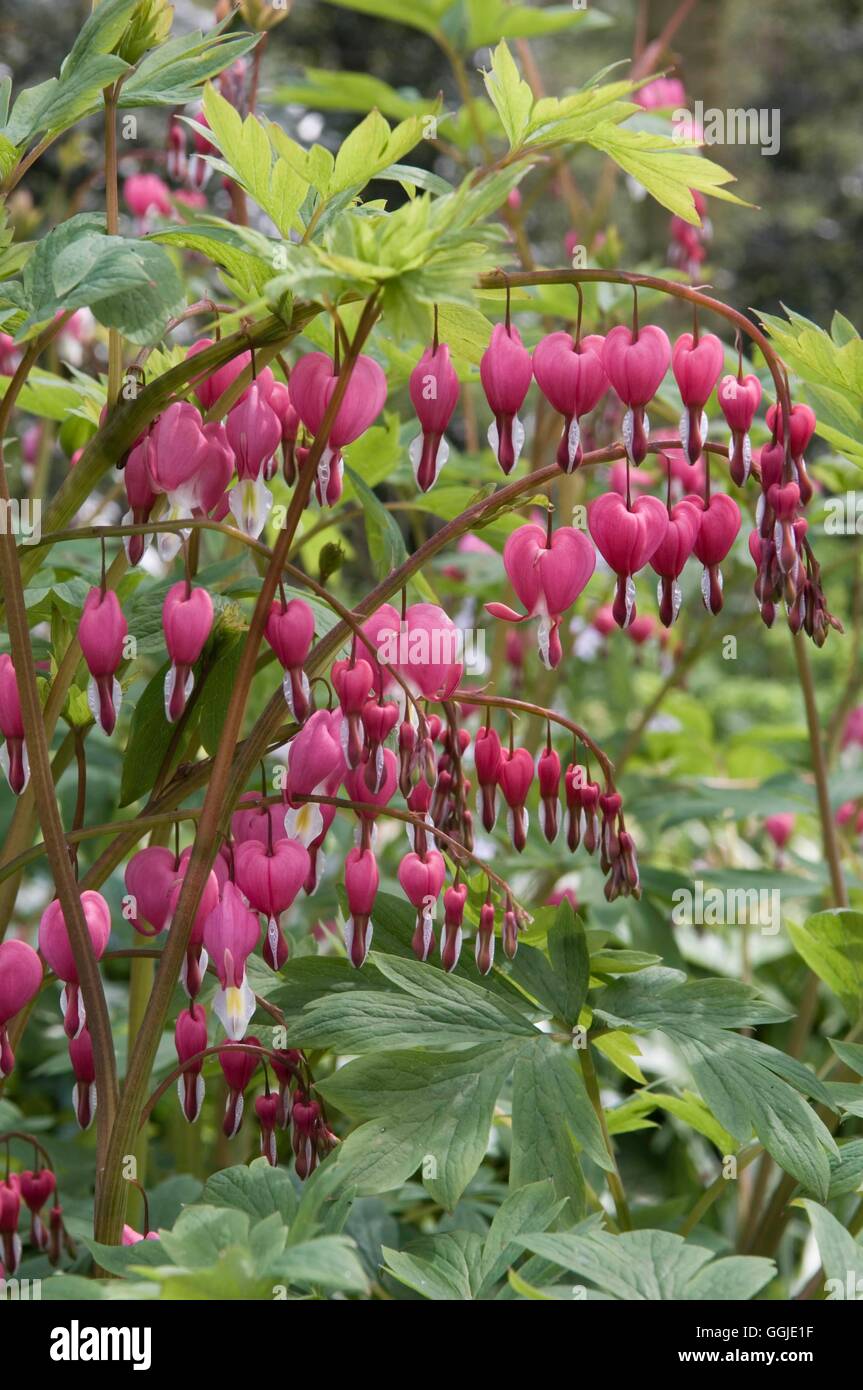 Dicentra spectabilis - Bleeding Heart   MIW251122 Stock Photo