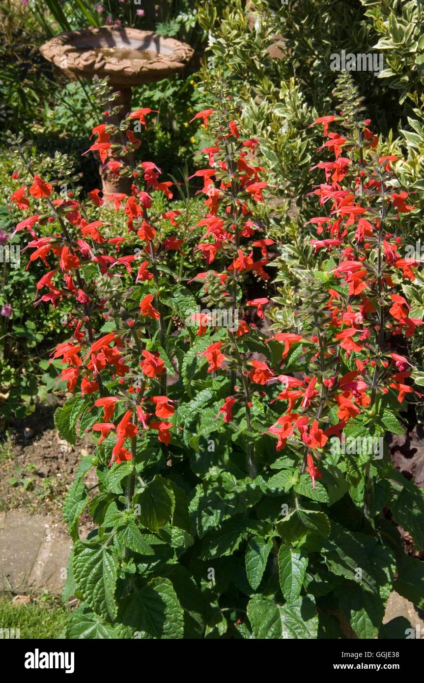 Salvia coccinea- 'Lady in Red' AGM   MIW251156 Stock Photo