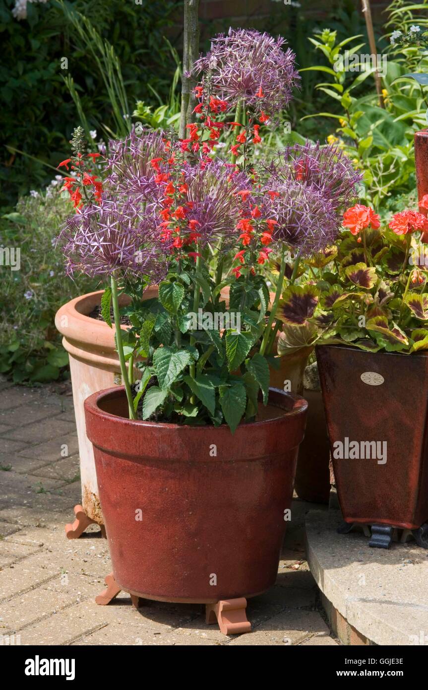 Container - Bulbs - Summer- - Allium cristophii and Salvia coccinea 'Lady in Red   MIW251161     Pho Stock Photo