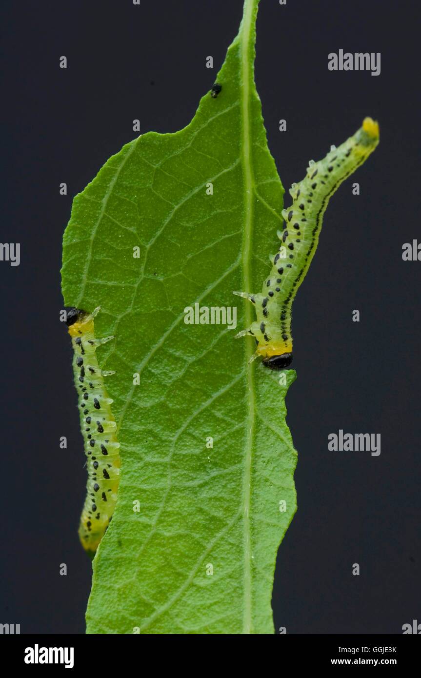 Sawfly- on Willow (Salix)- - (Nematus pavidus)   MIW251165 Stock Photo