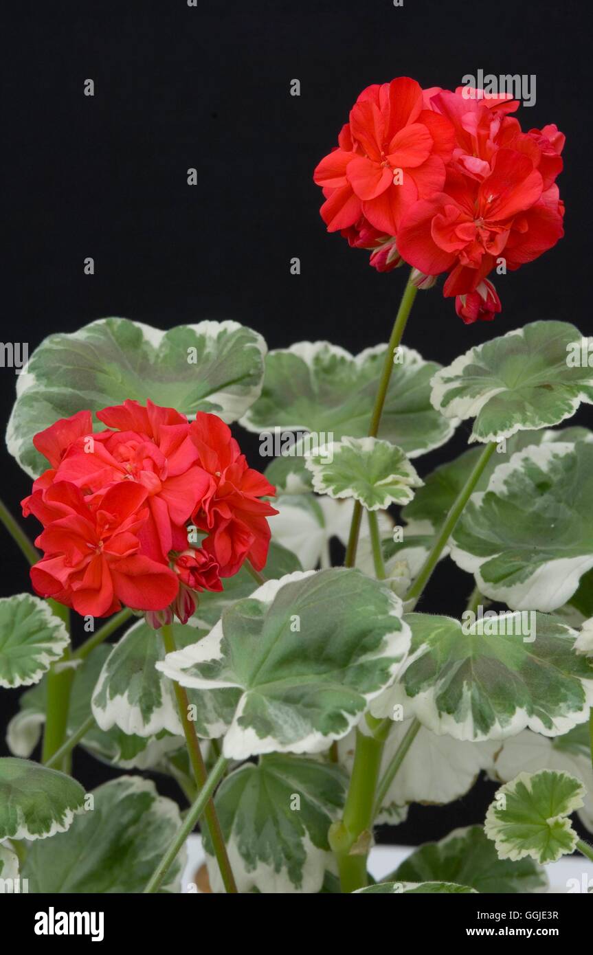 Zonal geranium (pelargonium) hi-res stock photography and images