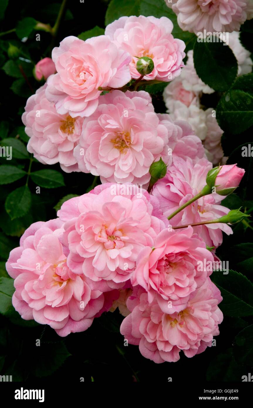 Rural_england hi-res stock photography and images - Alamy