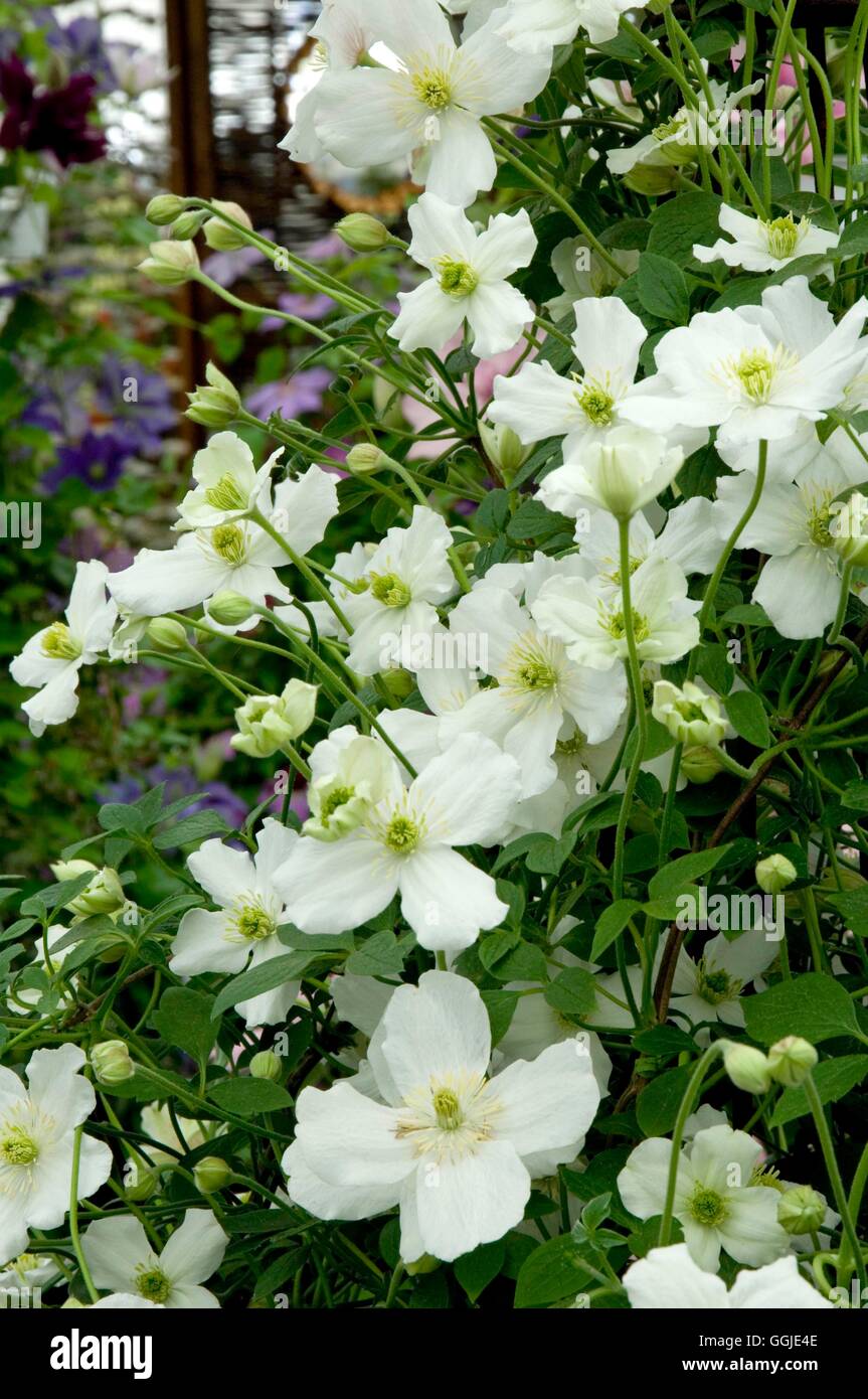 Clematis montana- 'Prosperity'   MIW251187 Stock Photo