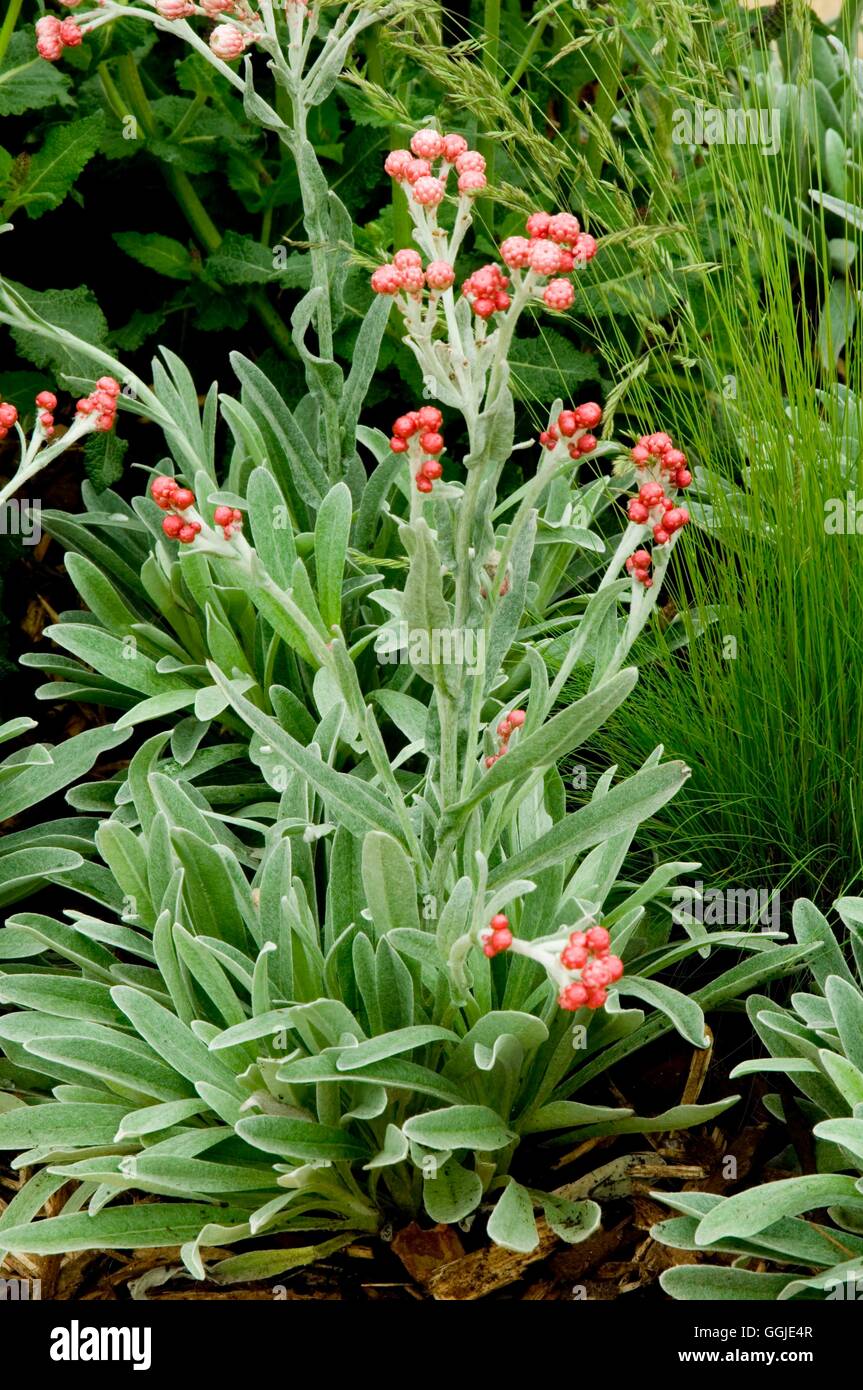 Helichrysum- 'Ruby Cluster' AGM- - Straw Flower   MIW251192 Stock Photo