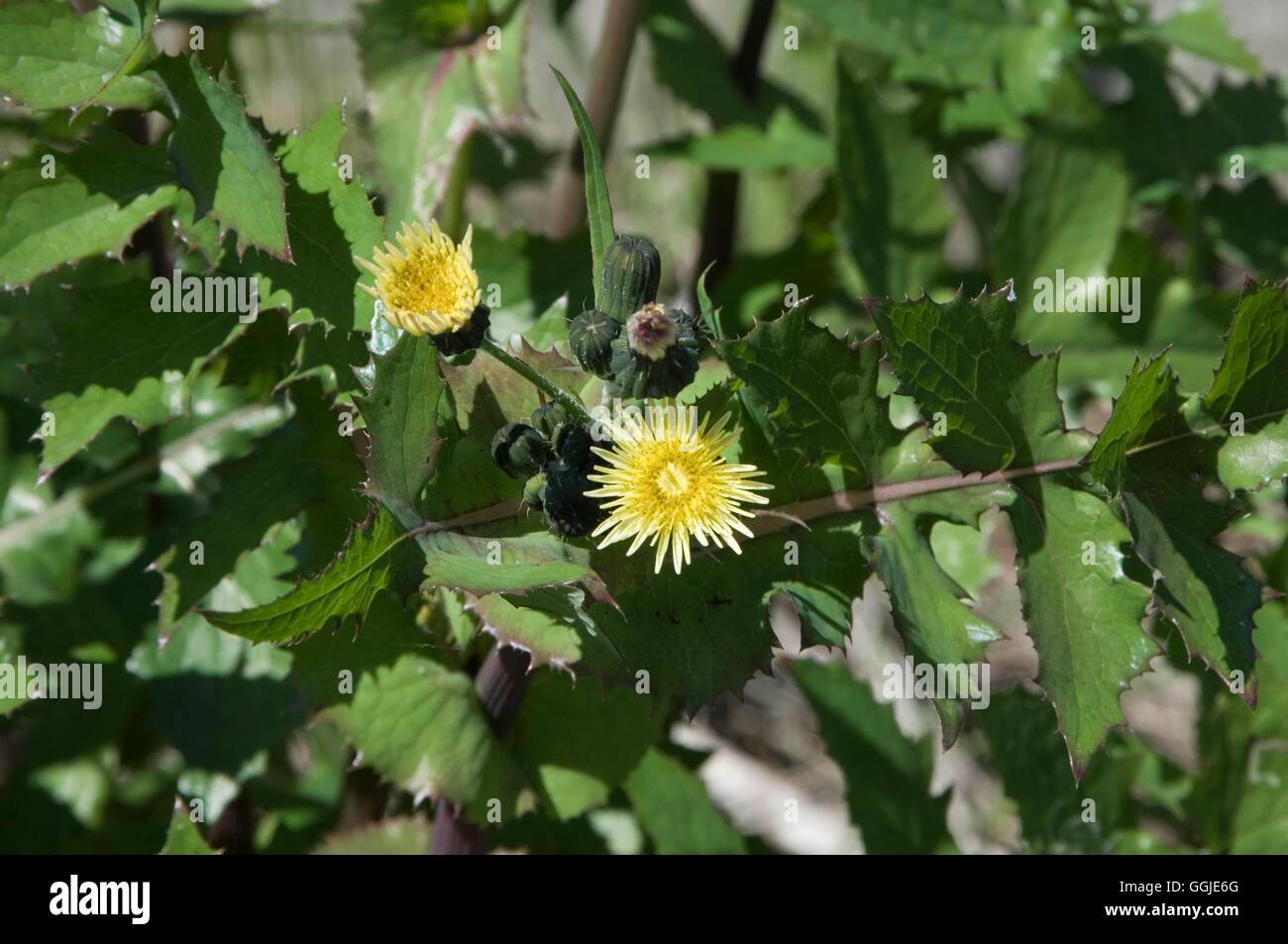 Sow-thistle - Smooth- - (Sonchas oleraceus)   MIW251236 Stock Photo