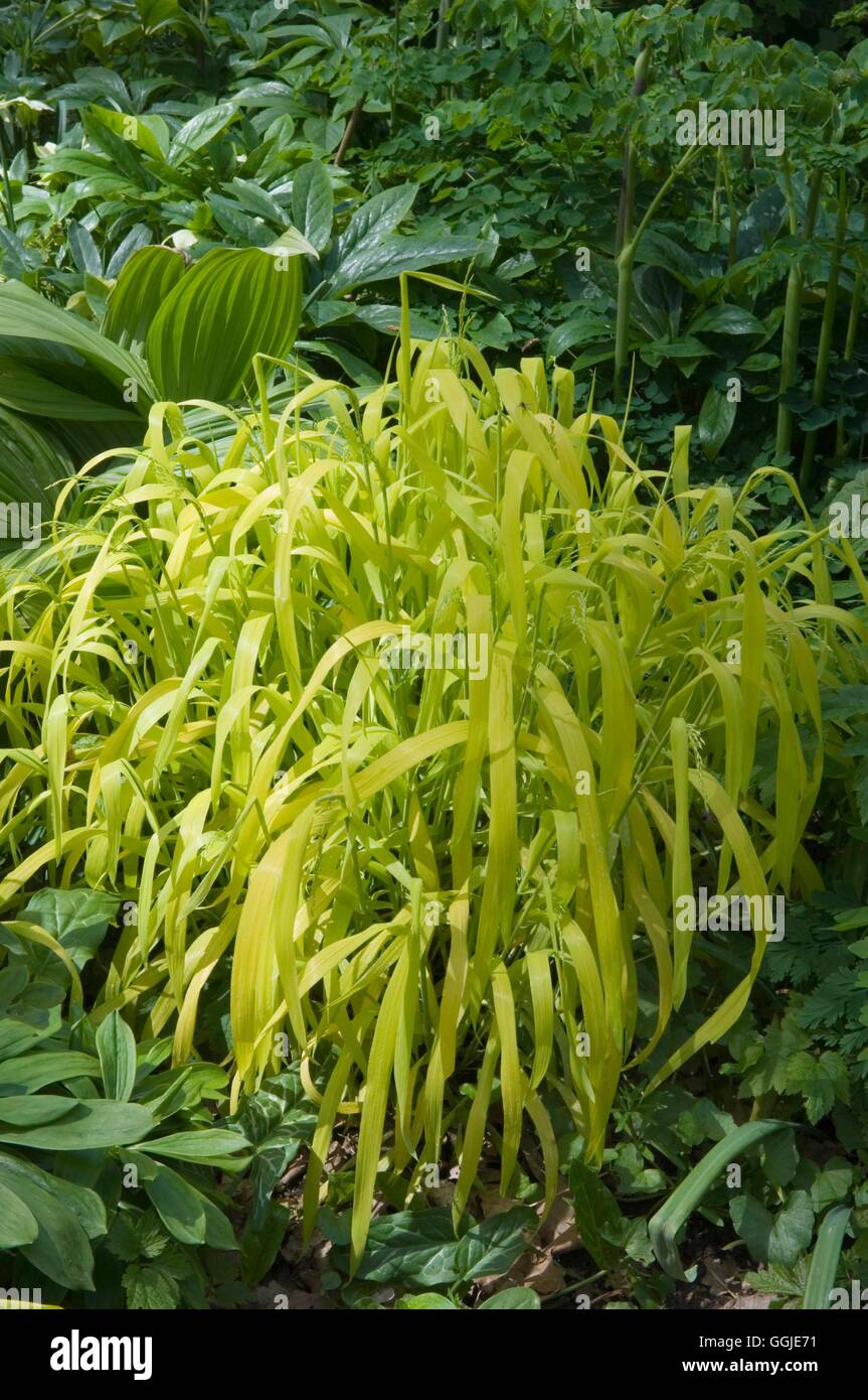 Milium effusum - 'Aureum' AGM- - Bowles' Golden Grass   MIW251243  /Photoshot Stock Photo