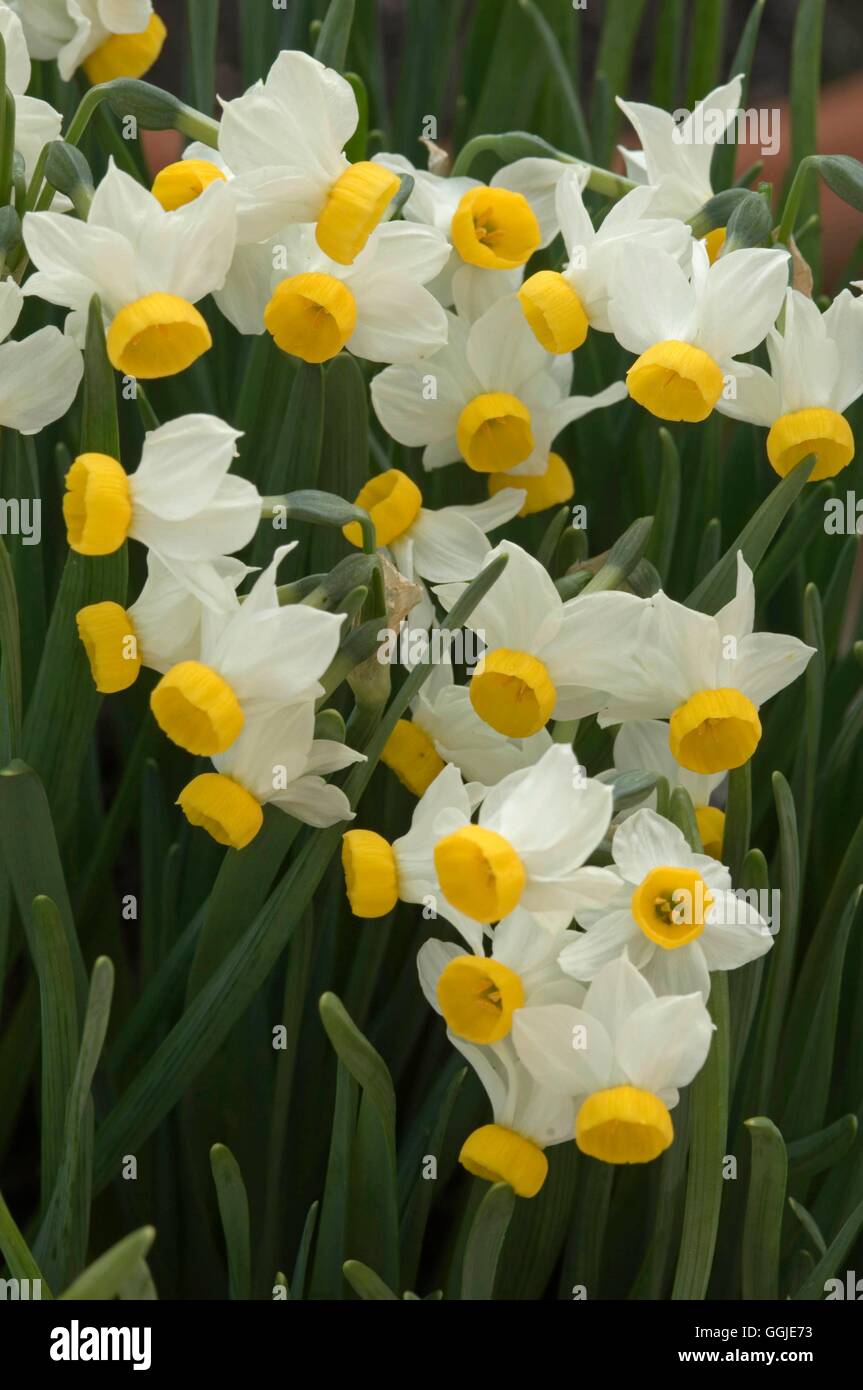 Narcissus tazetta- subsp. italicus   MIW251245 Stock Photo