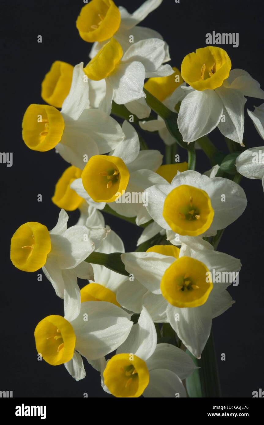 Narcissus tazetta- subsp. italicus   MIW251247 Stock Photo