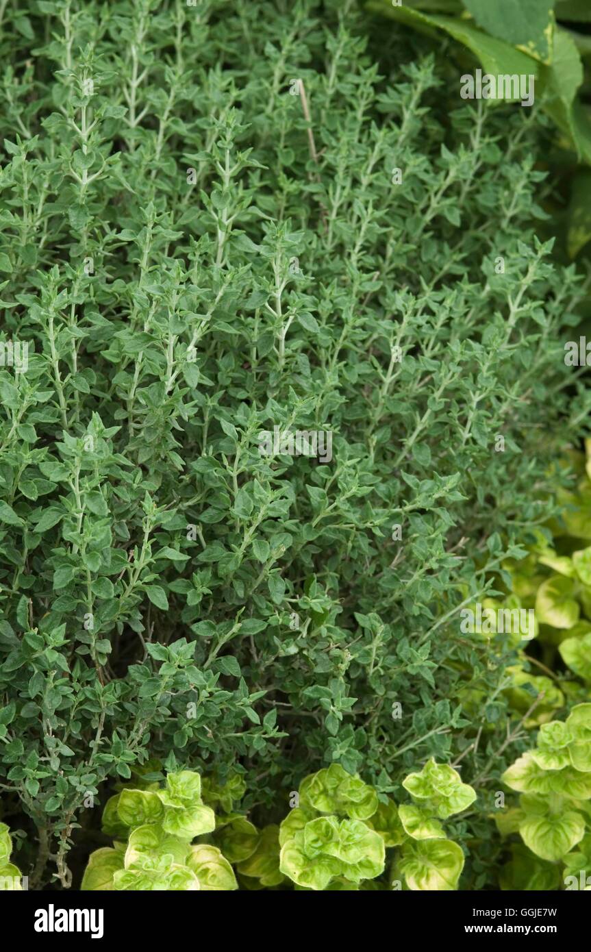 Teucrium marum- - Cat Thyme   MIW251260 Stock Photo