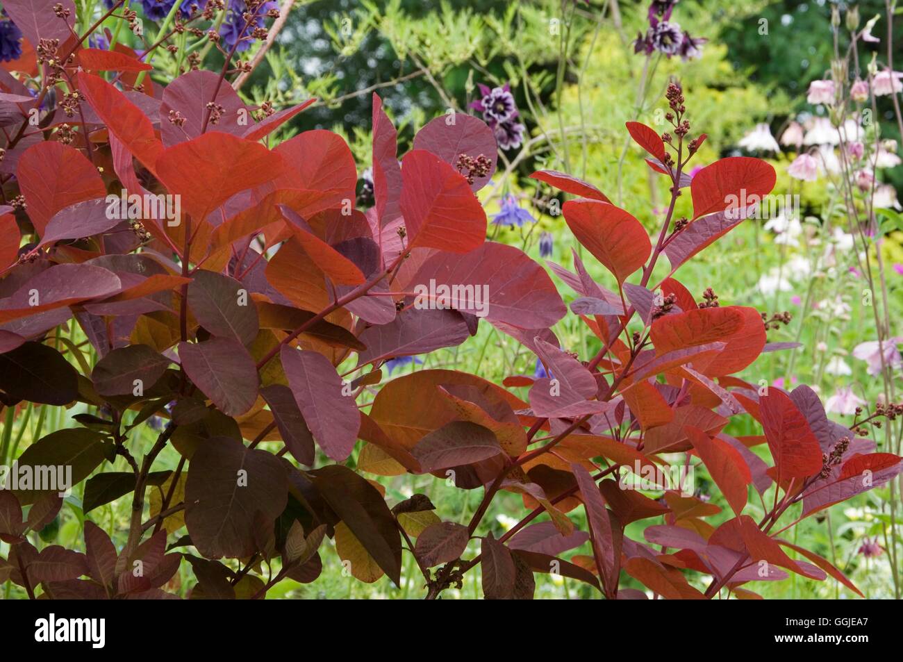 Cotinus- 'Grace'   MIW251298 Stock Photo