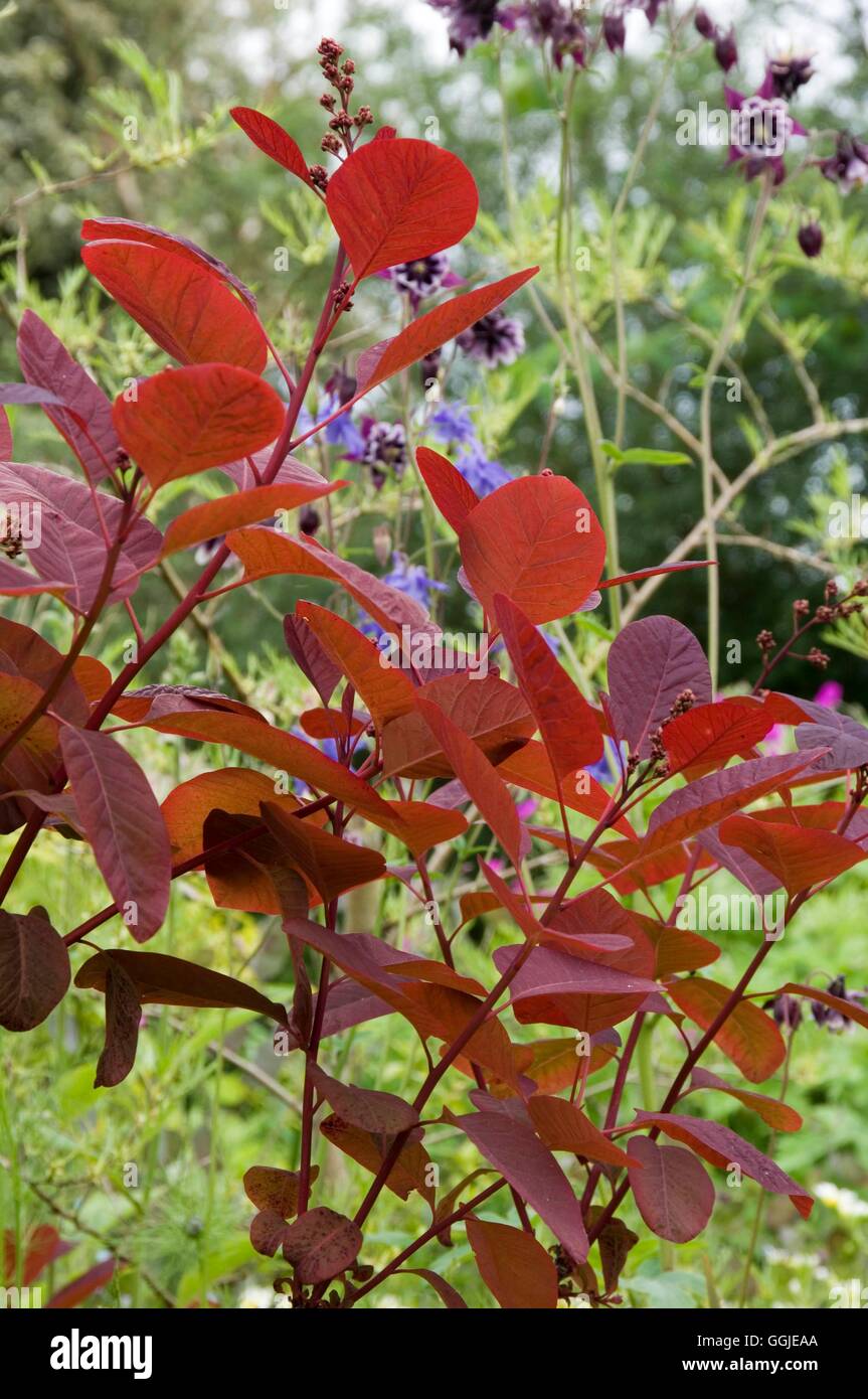 Cotinus- 'Grace'   MIW251299 Stock Photo