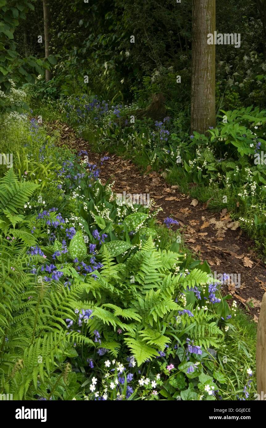 Woodland Garden- with Ferns  Pulmonaria  Convalaria and Hyacinthoides- - (Please credit: Photos Horticultural/- designer Tom Stu Stock Photo