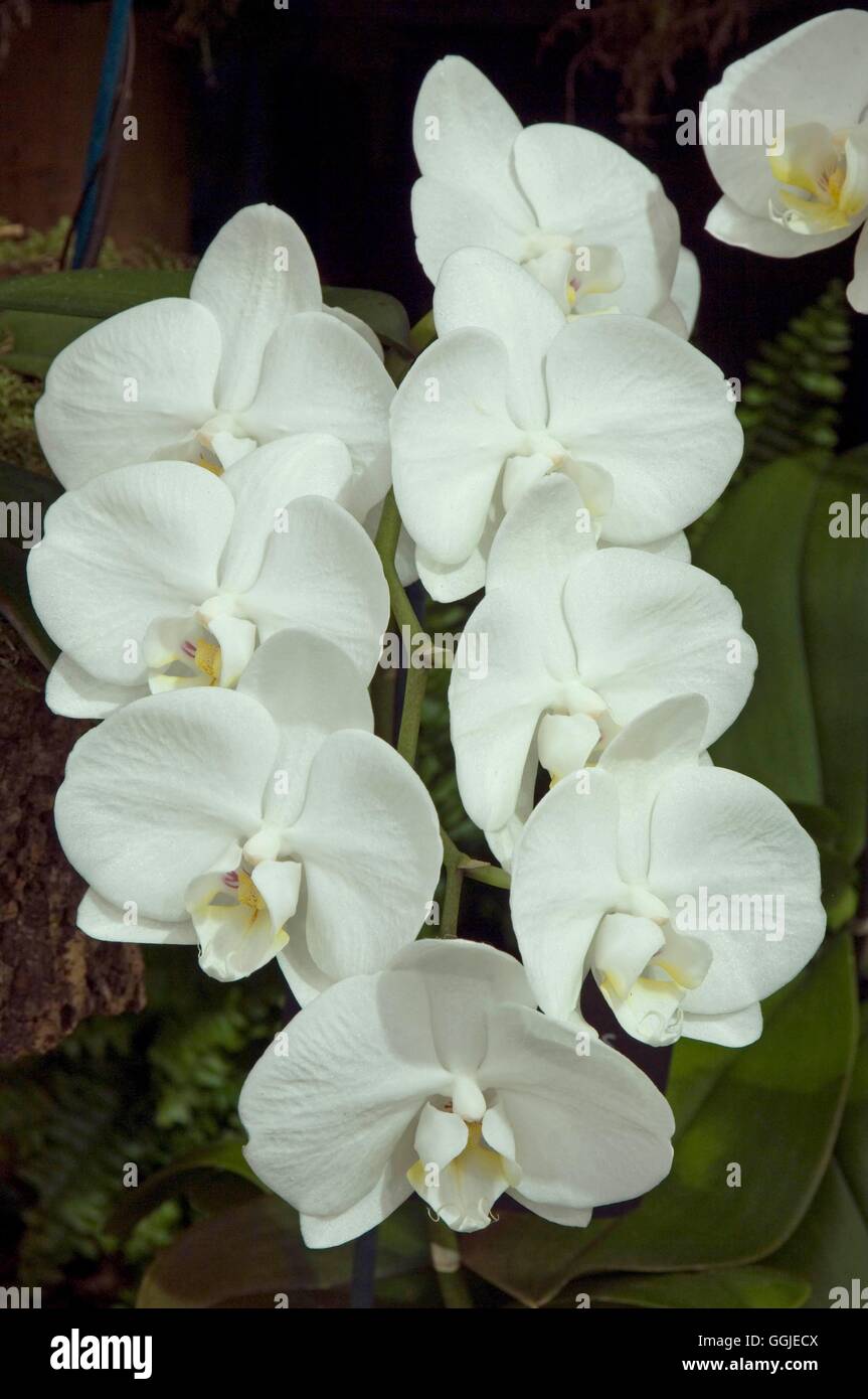 【NK】Phal.amabilis v.New Guinea 銀葉芳香個体self苗2019/07/27【洋蘭 原種 胡蝶蘭】 Phalaenopsis amabilis subsp. rosenstromii - orchidroots
