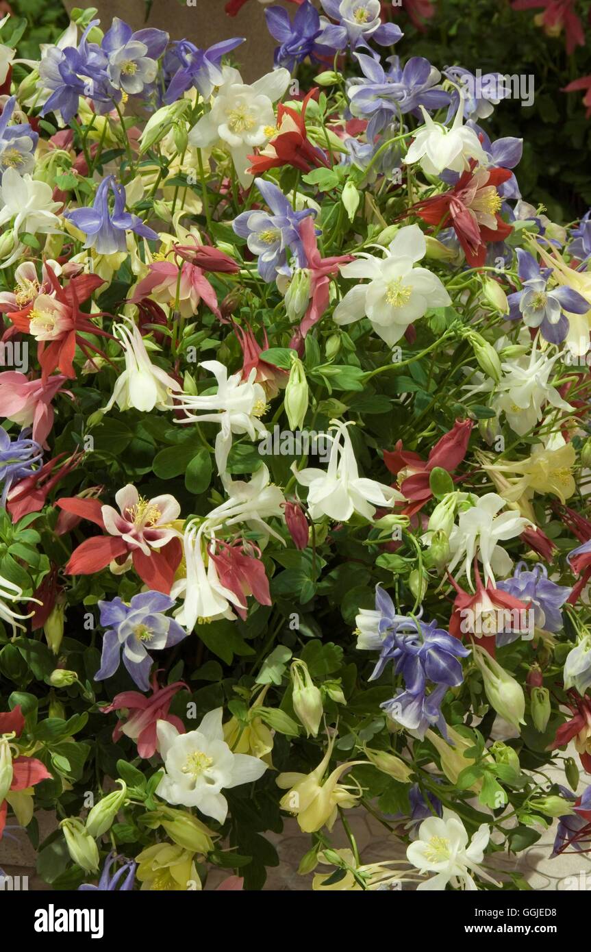 Aquilegia- 'Butterfly Series Mixed'   MIW251333 Stock Photo