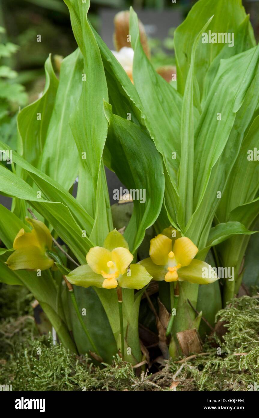 Lycaste cambellii   MIW251364 Stock Photo