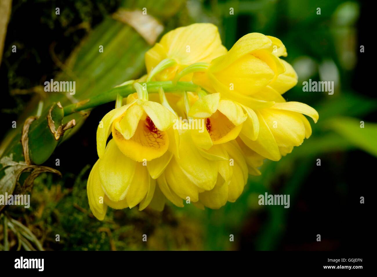 Dendrobium sulcatum   MIW251380 Stock Photo