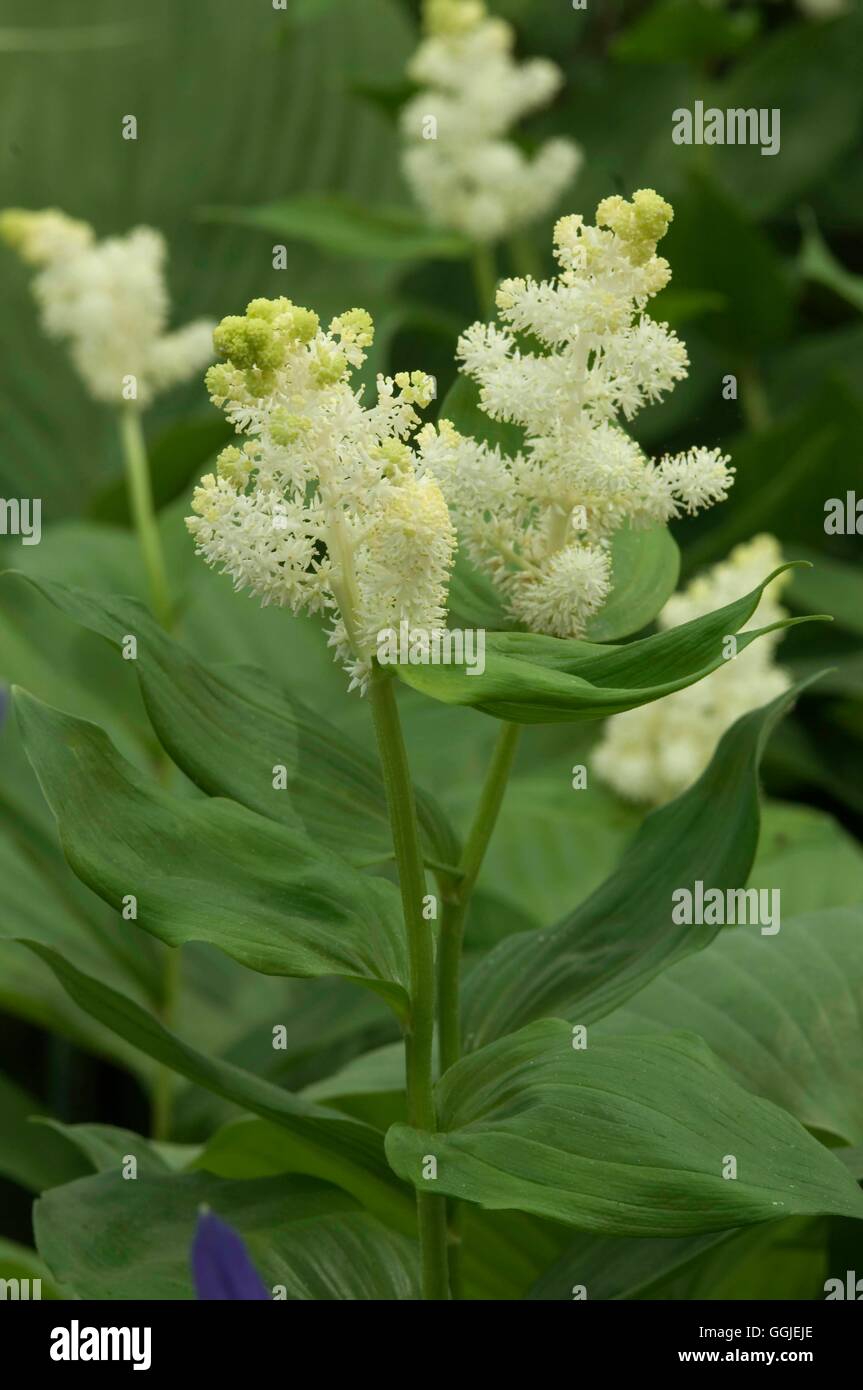 Maianthemum racemosum   MIW251426 Stock Photo