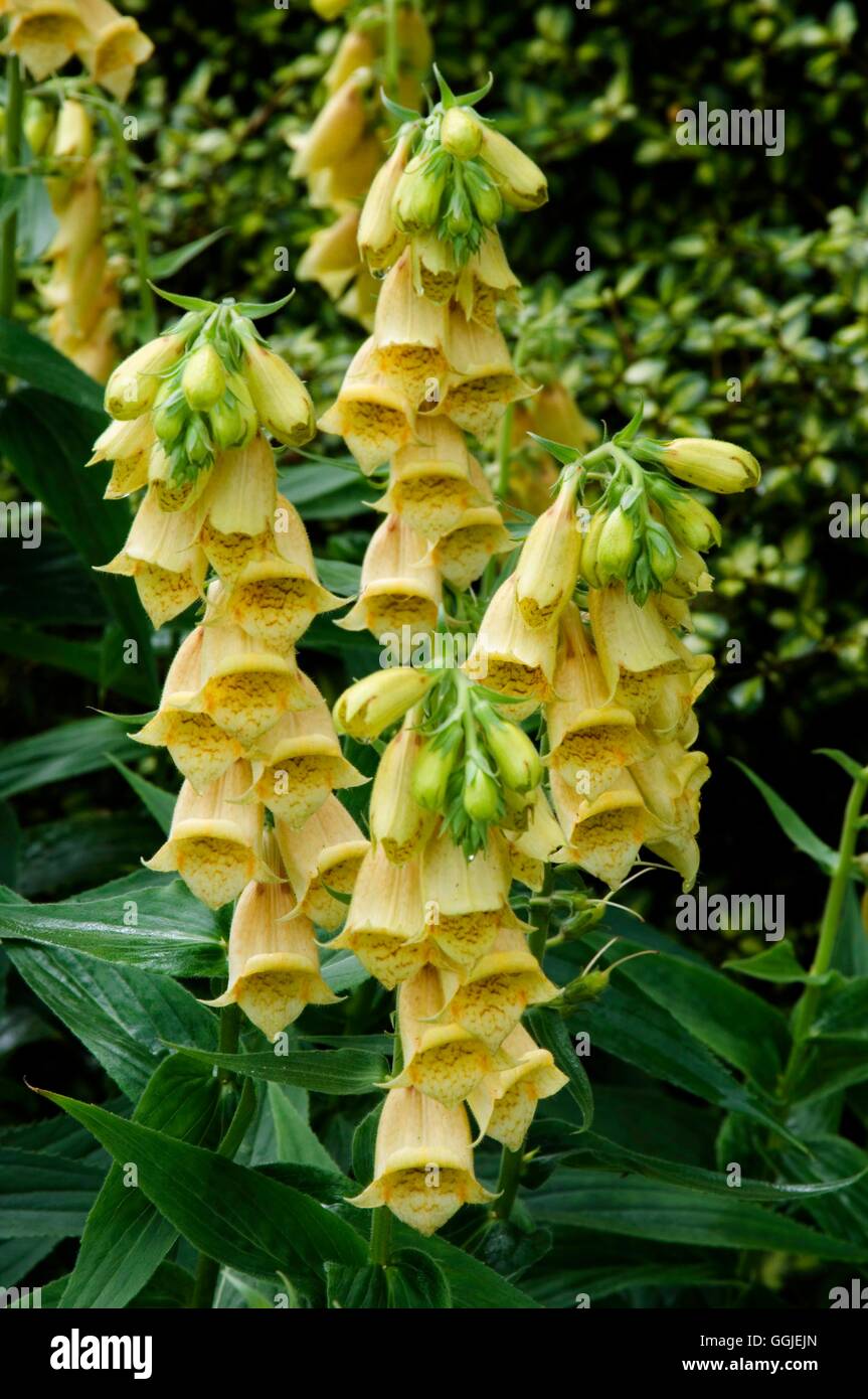 Digitalis viridiflora MIW251432 Stock Photo Alamy