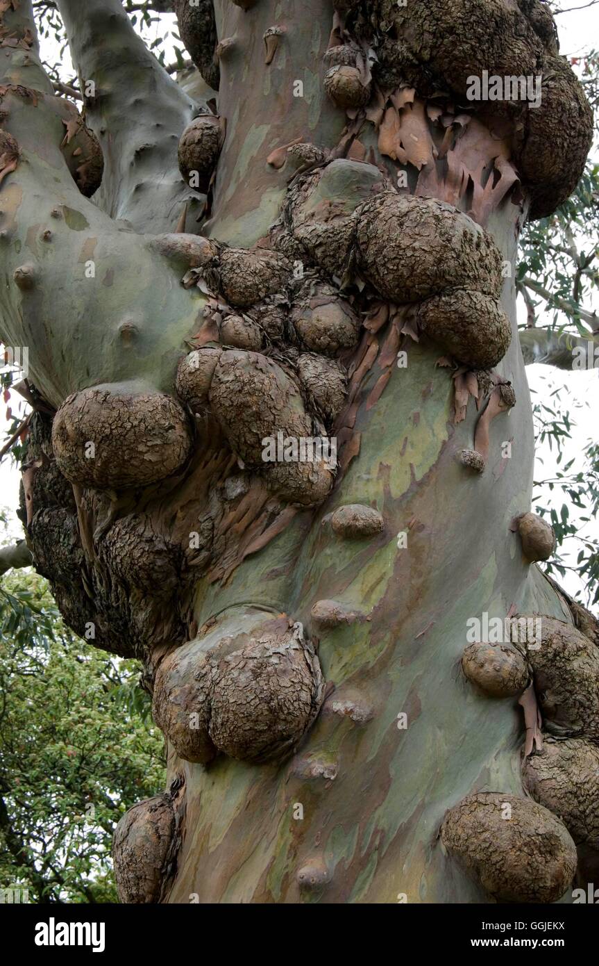 Eucalyptus gunnii (Burrs)   MIW251455 Stock Photo