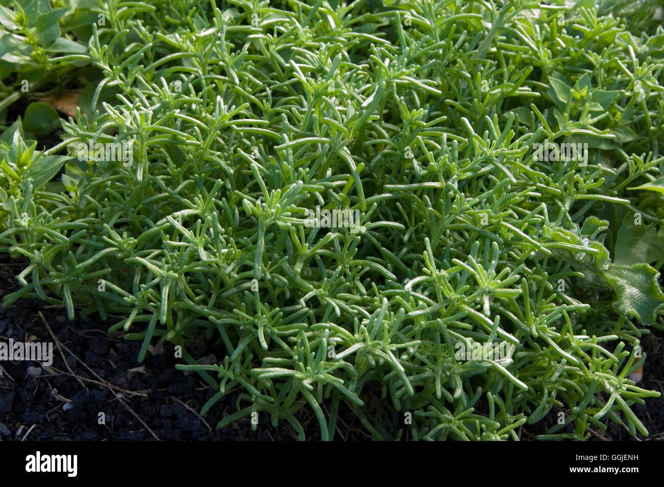 Mesembryanthemum nodiflorum   MIW251482 Stock Photo