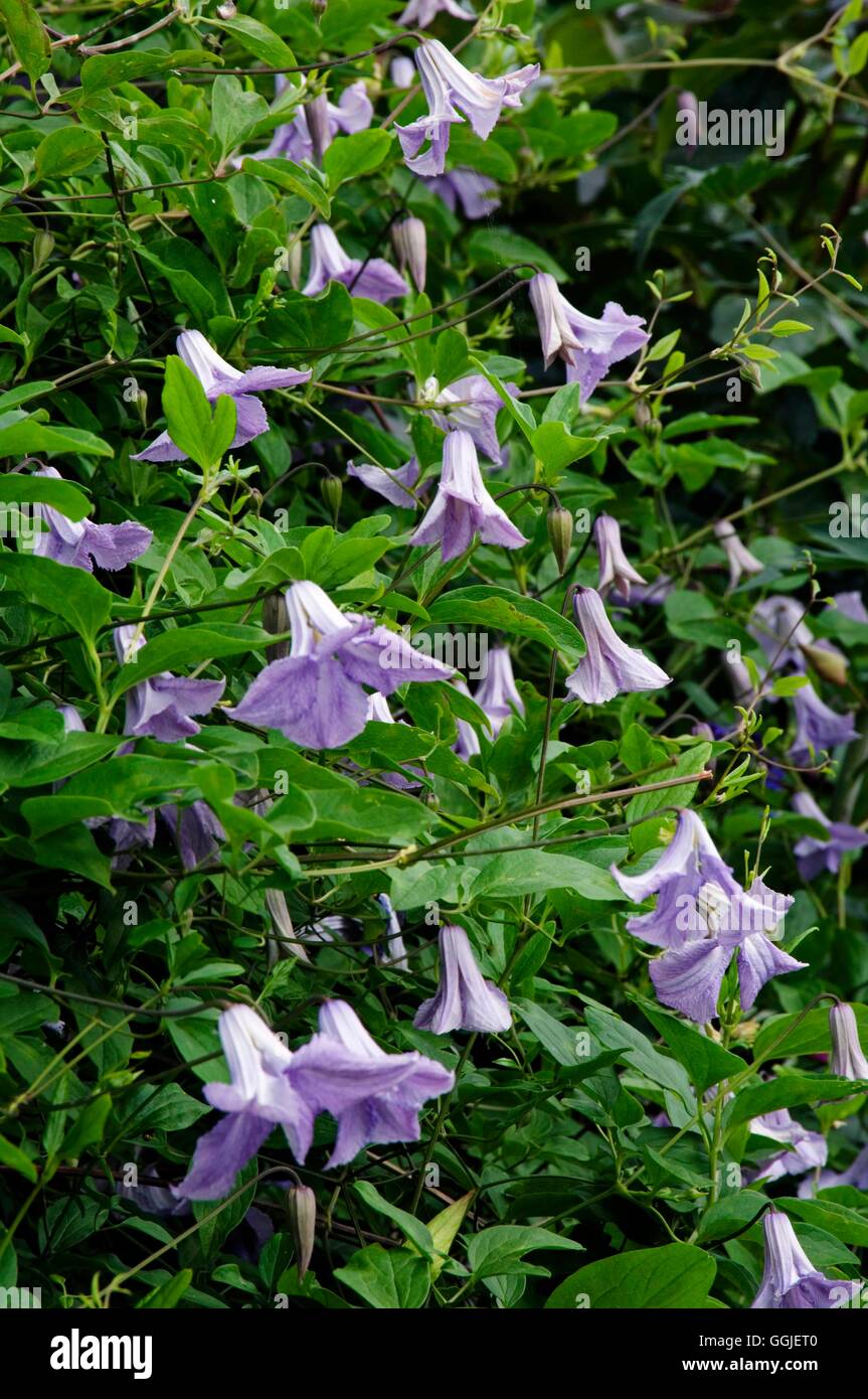 Clematis 'Betty Corning'   MIW251532 Stock Photo