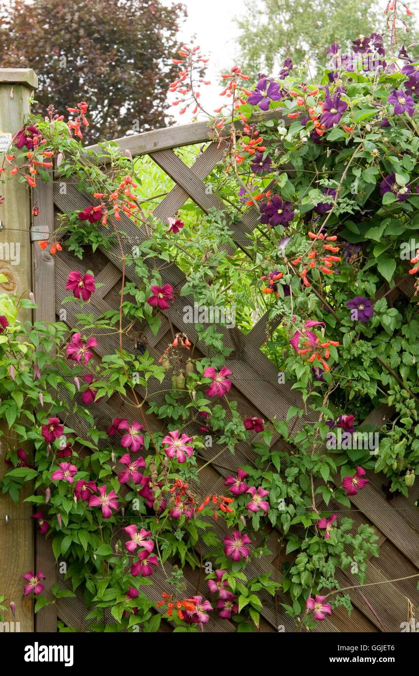 Climbing Gardens   MIW251536 Stock Photo