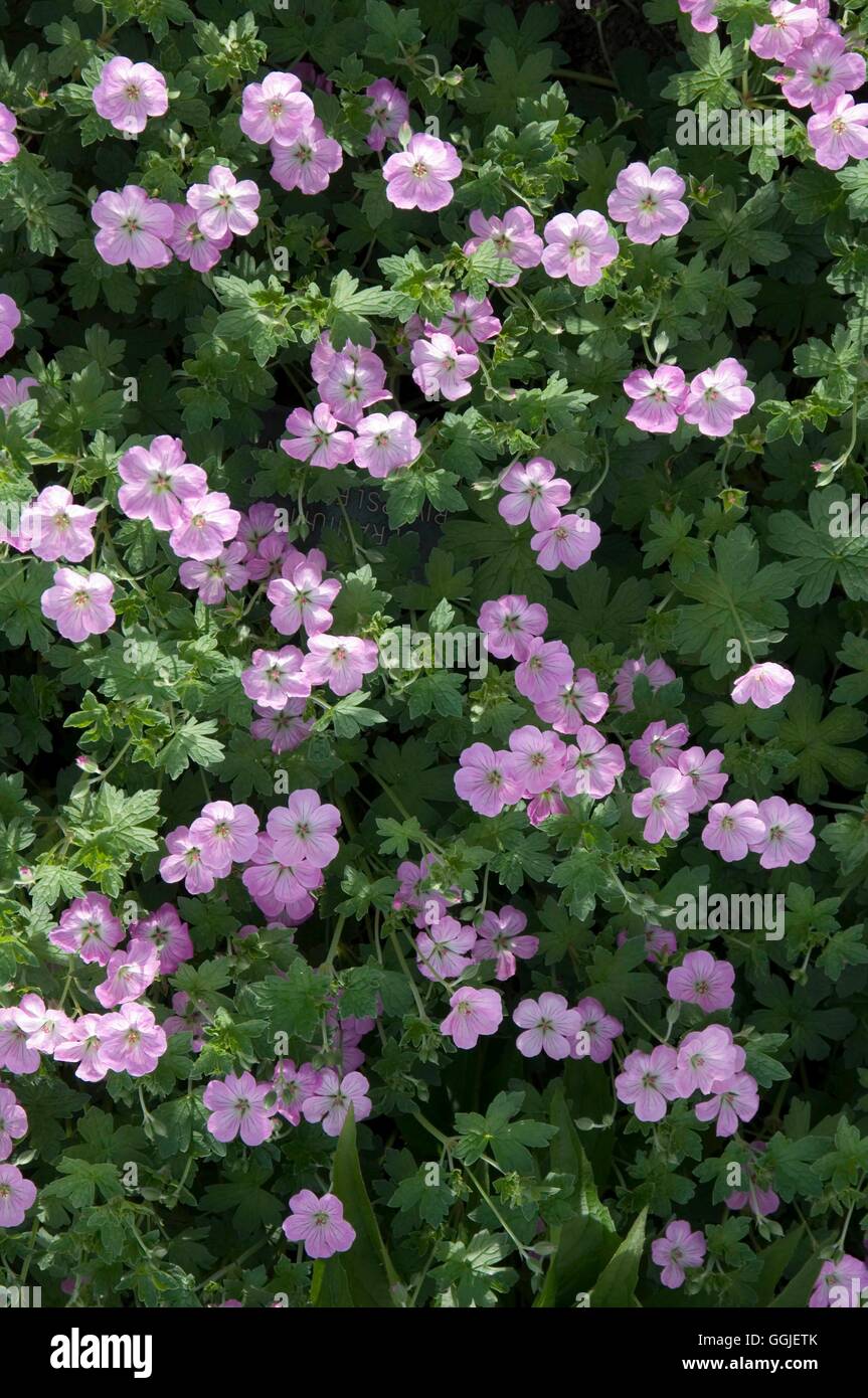 Geranium ‘Mavis Simpson’ MIW251545 Stock Photo - Alamy