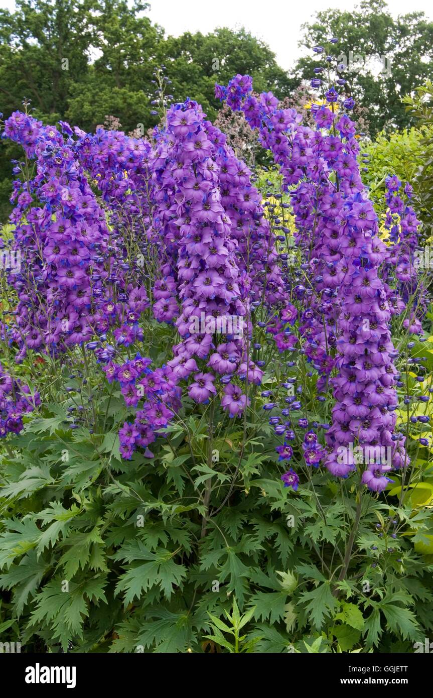 Delphinium 'Michael Ayers'   MIW251548 Stock Photo