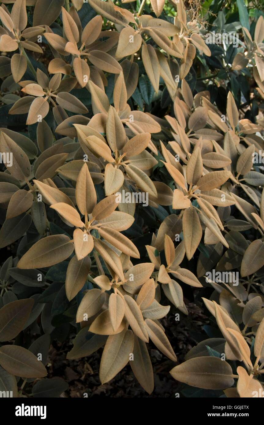 homöopathie thuja impfung DHU Thuja C30 Streukügelchen, 10 g Globuli — apohealth main image 0