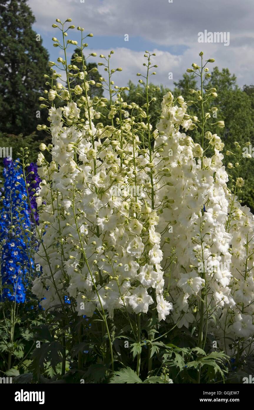 Delphinium 'Jill Curley'   MIW251556 Stock Photo
