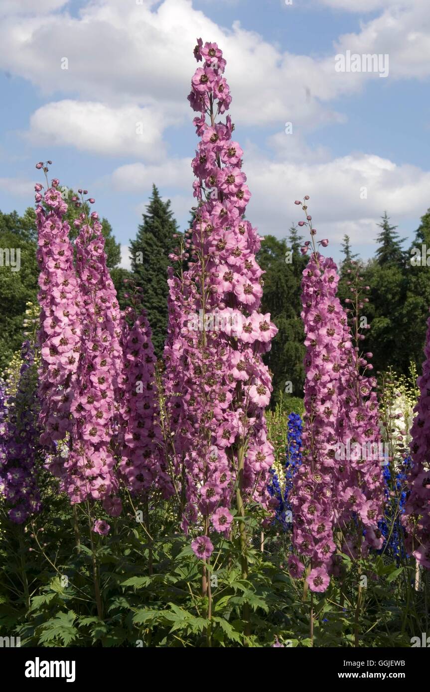 Delphinium 'Jenny Agutter'   MIW251558 Stock Photo