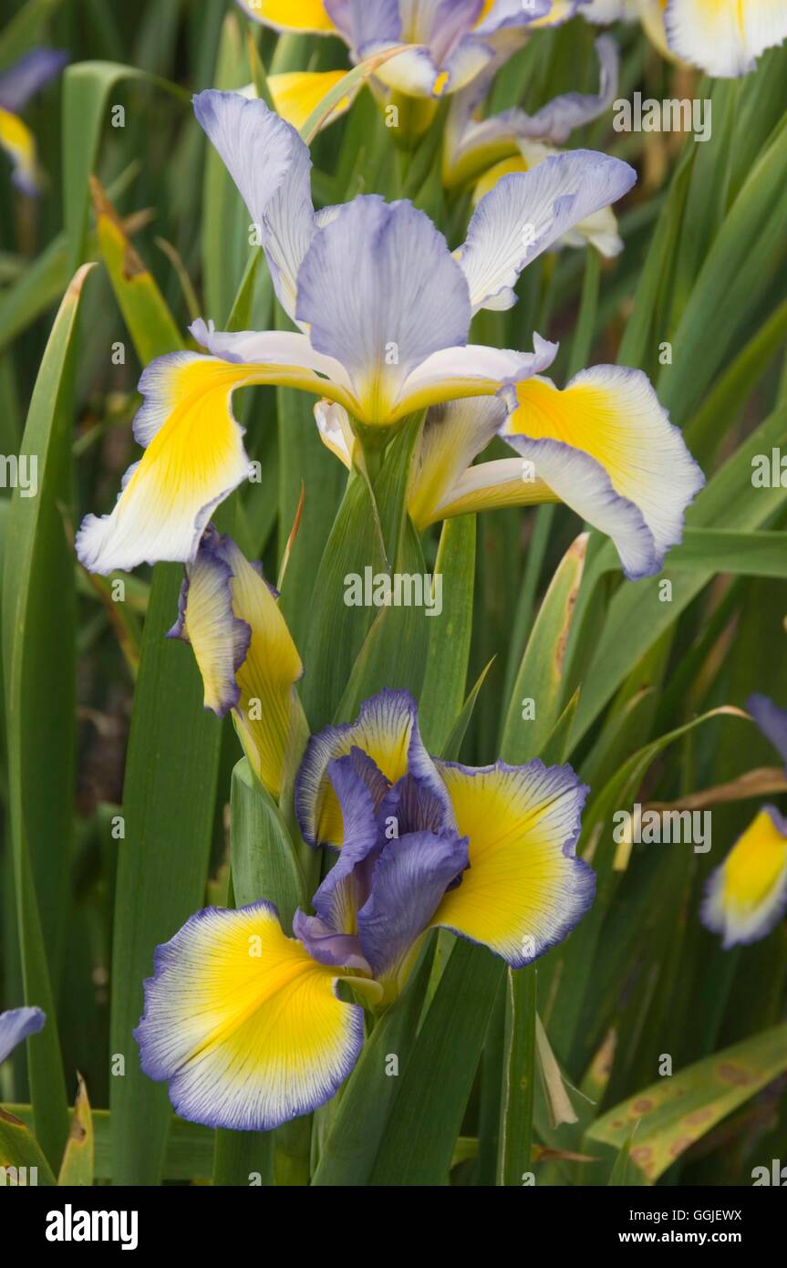 Iris spuria 'Missouri Rainbows'   MIW251568 Stock Photo