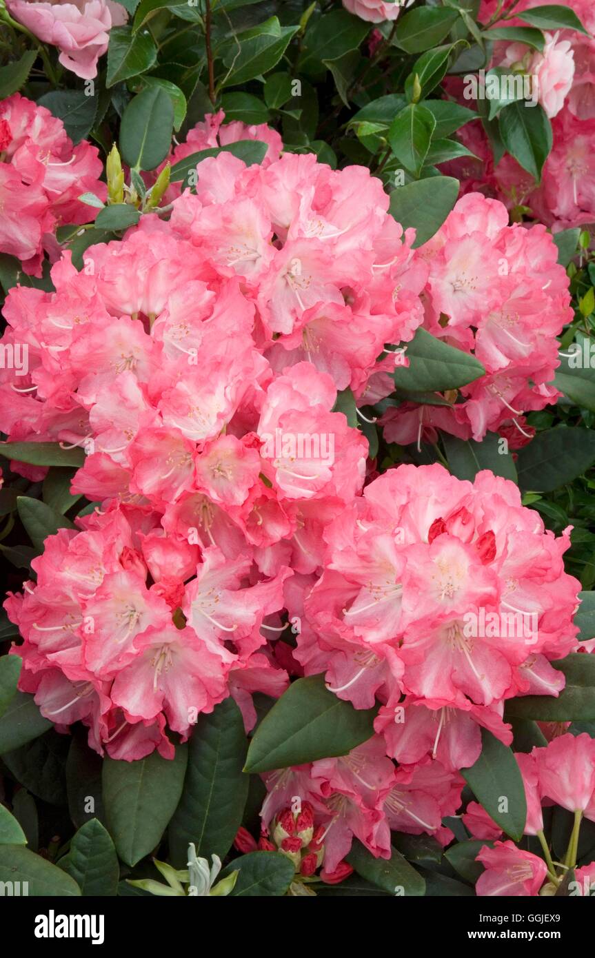 Rhododendron yakushimanum 'Marlis'   MIW251576 Stock Photo
