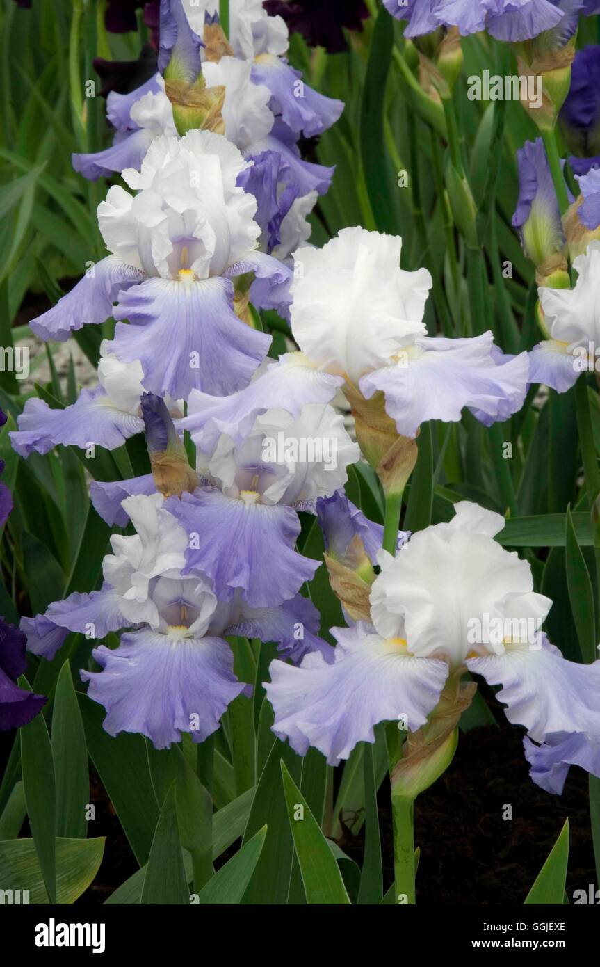Iris germanica 'Calm Stream   MIW251578 Stock Photo