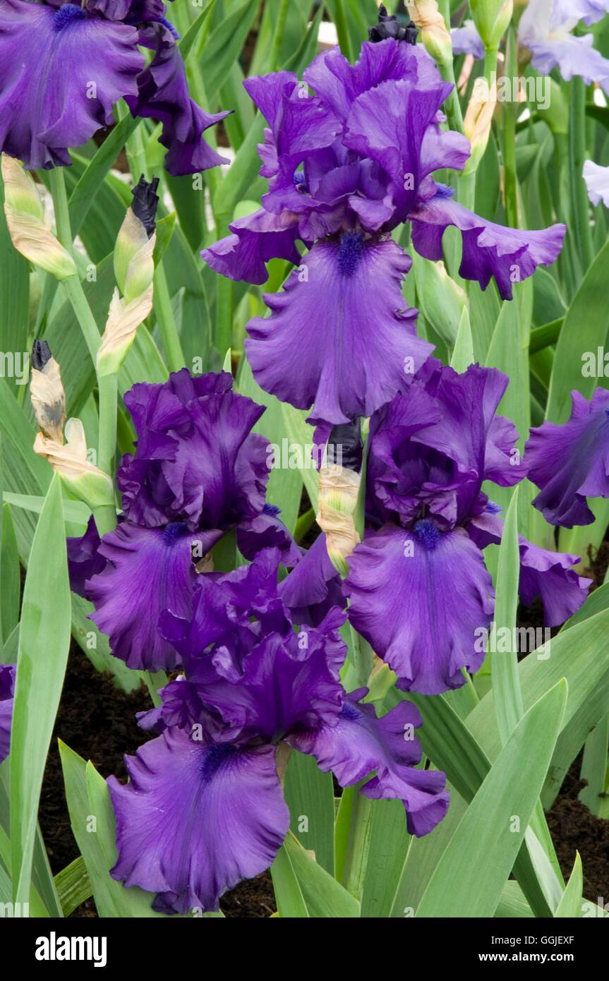 Iris germanica 'Dusky Challenger'   MIW251579 Stock Photo