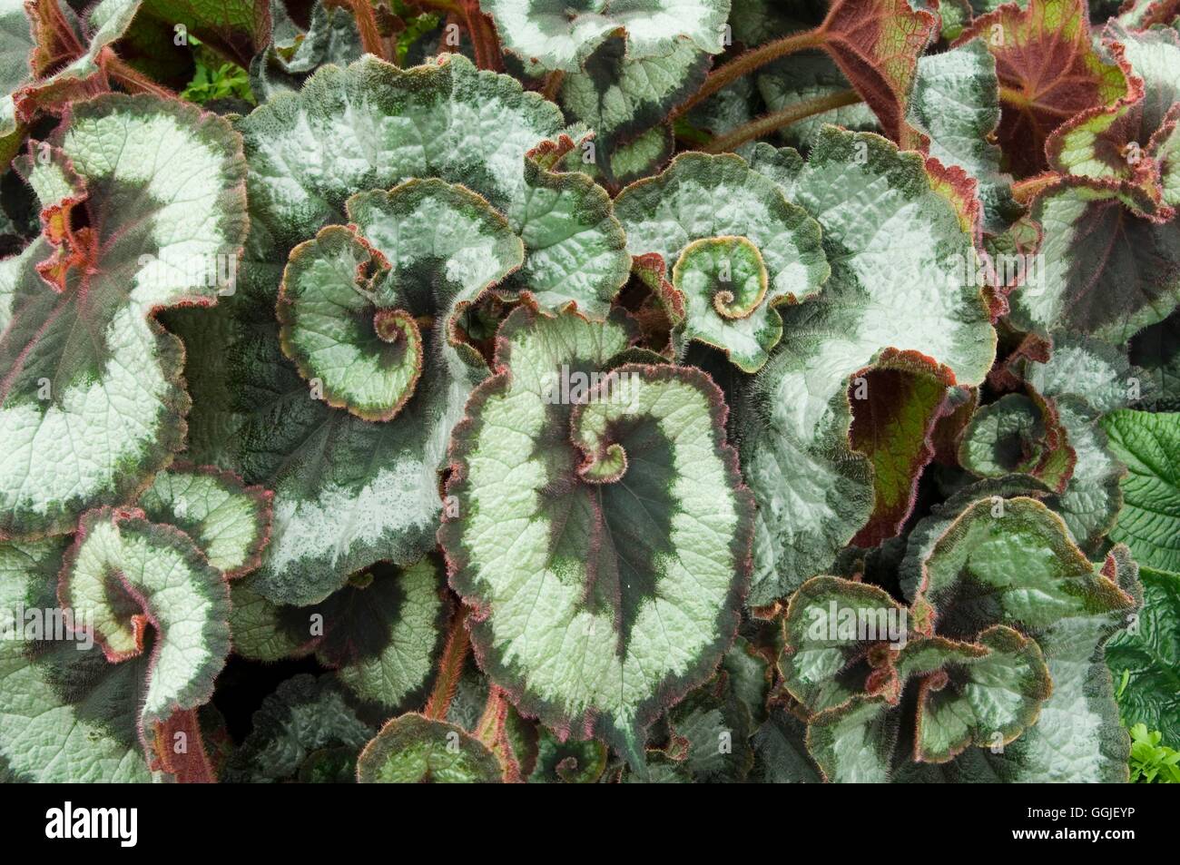 Begonia 'L'escargot' MIW251598 Stock Photo - Alamy