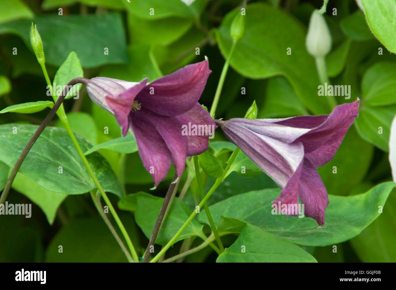 Clematis 'Lord Herschell'   MIW251609 Stock Photo