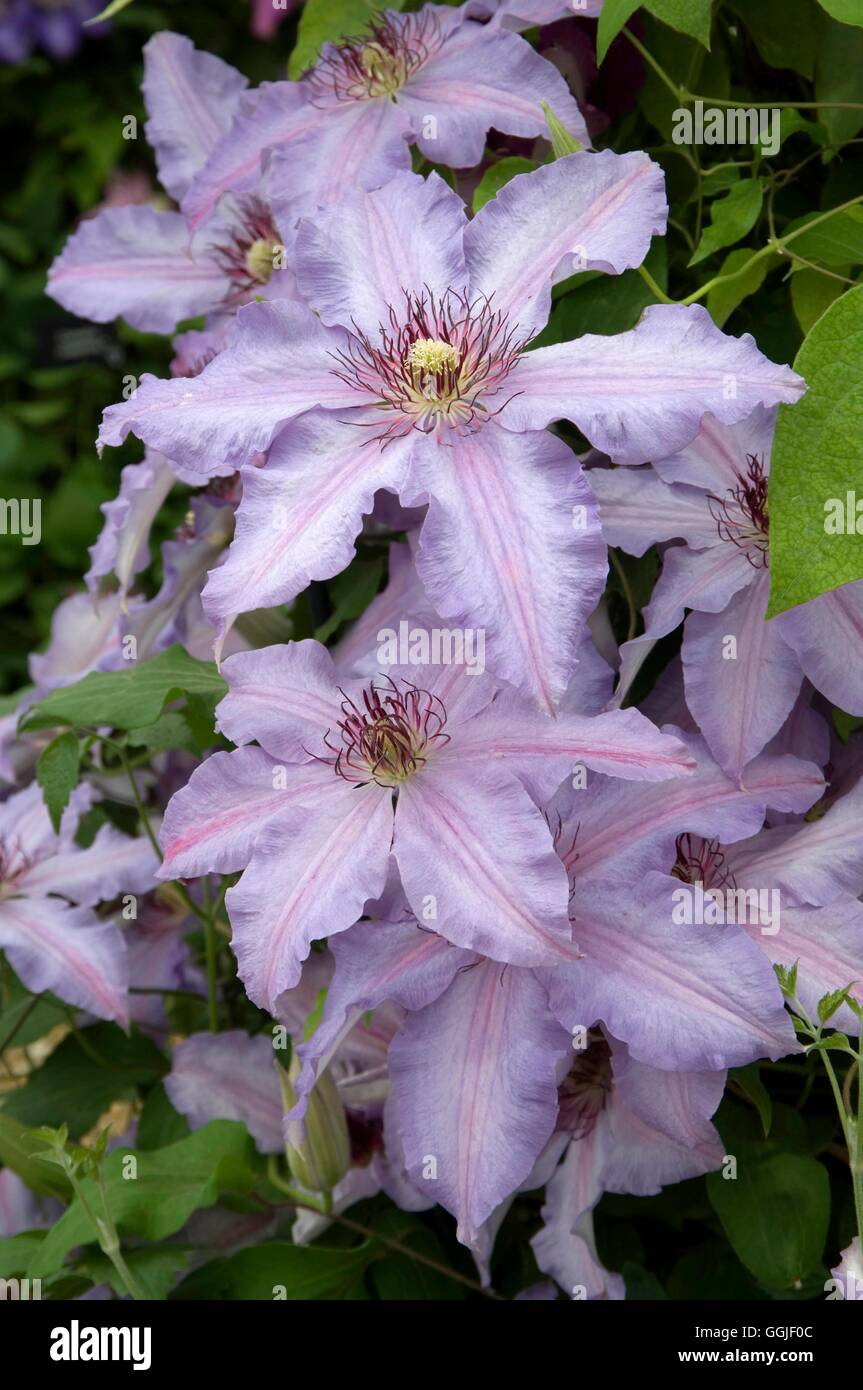 Clematis 'The First Lady'   MIW251610 Stock Photo