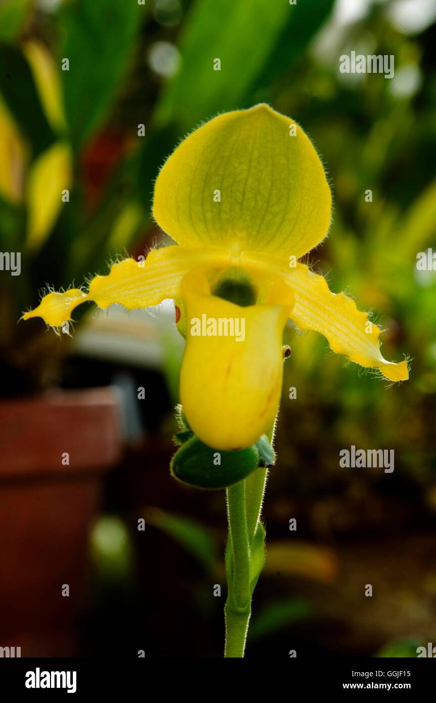 Primulinum Primulinum hi-res stock photography and images - Alamy
