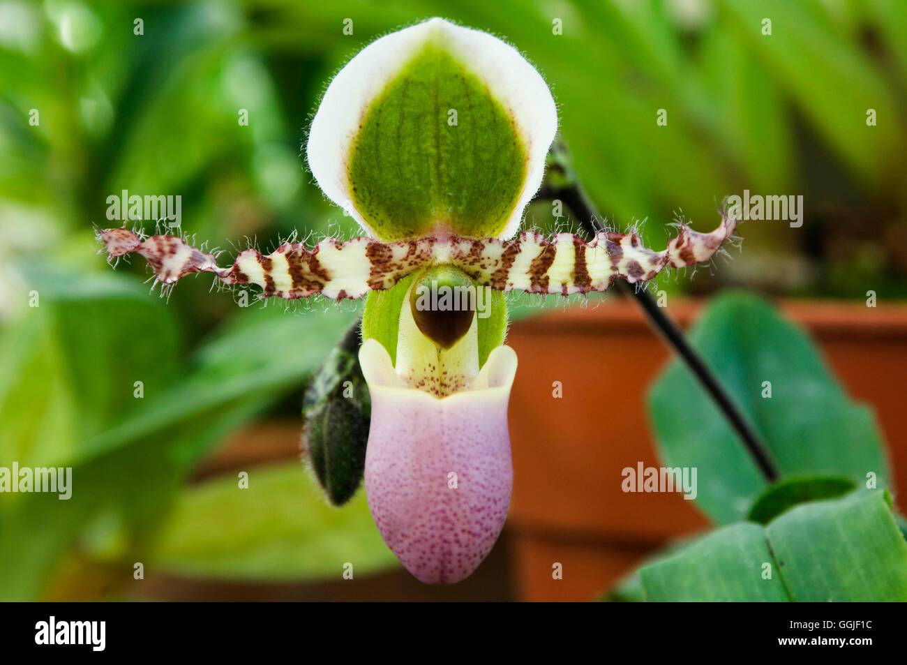 Paphiopedalum liemianum   MIW251635 Stock Photo