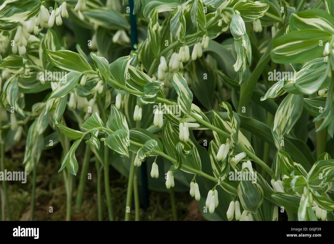 Polygonatum x hybridum striatum 'Grace Barker'   MIW251669 Stock Photo