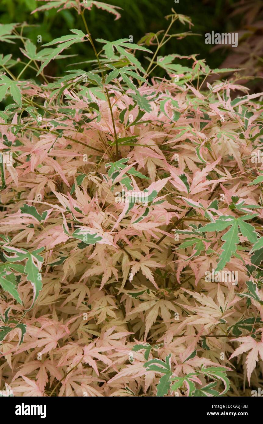 Acer palmatum 'Taylor'   MIW251671 Stock Photo