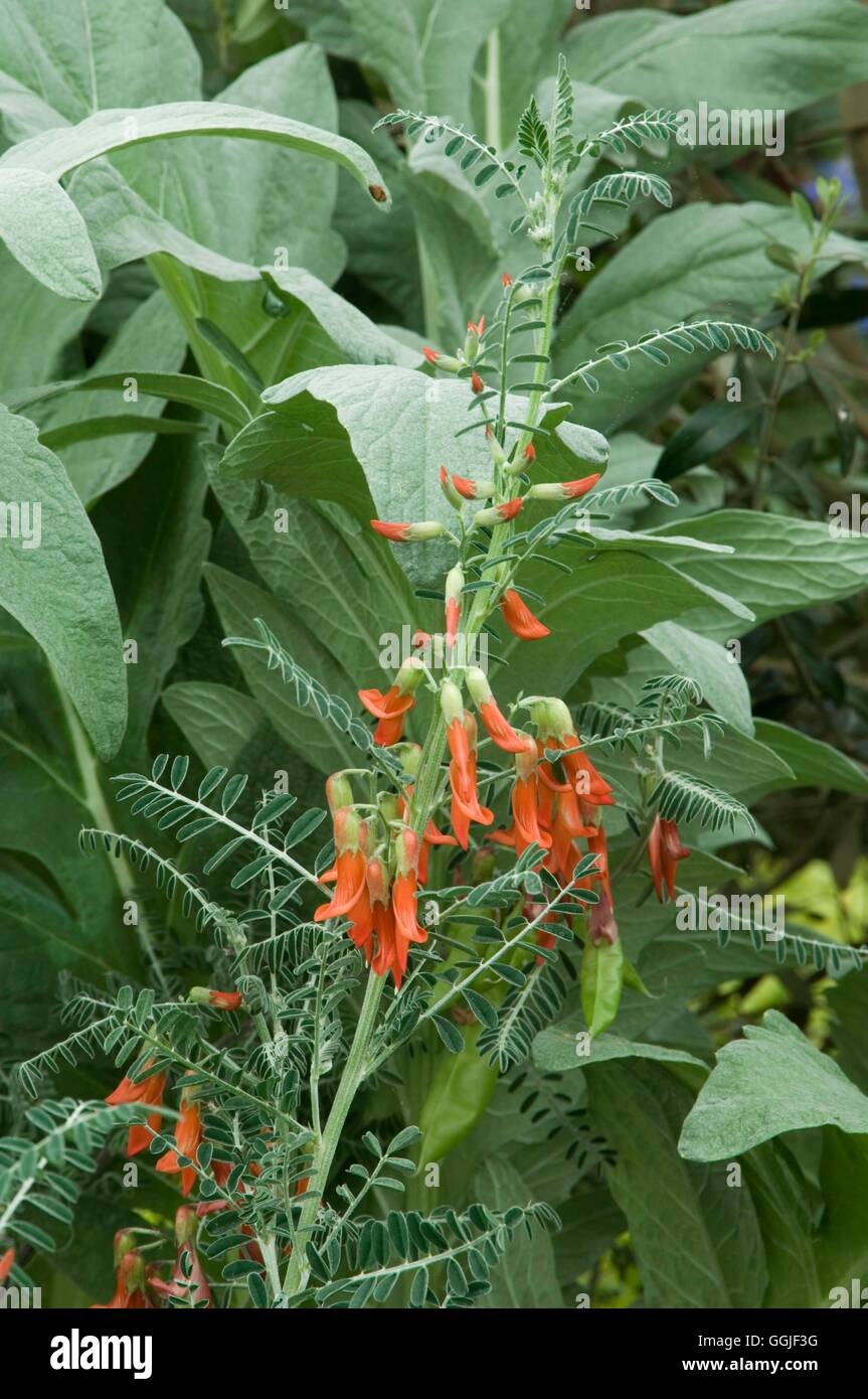 Sutherlandia frutescens   MIW251674 Stock Photo