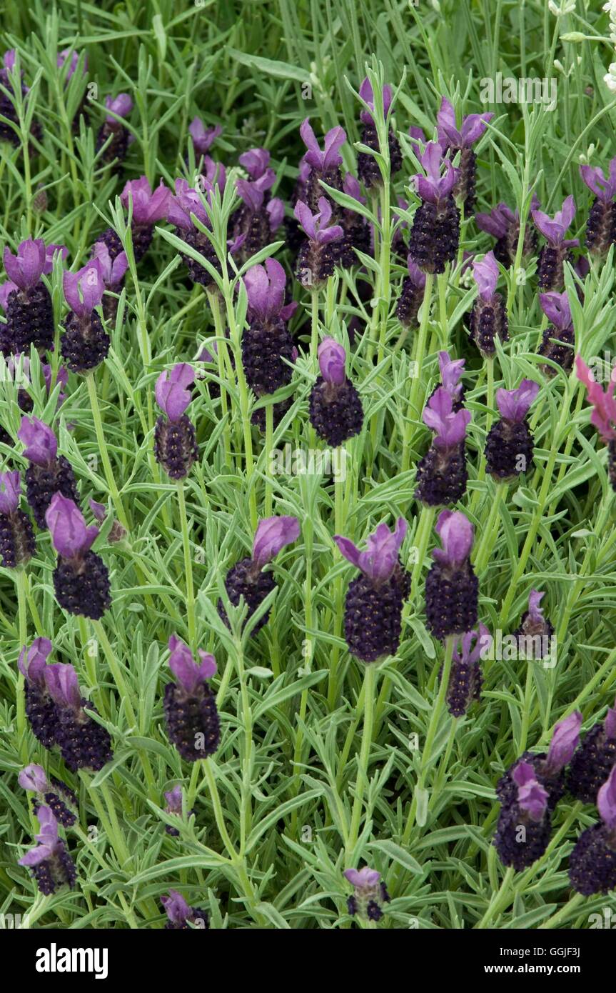 Lavendula stoechas ssp. stoechas- - French Lavender   MIW251676 Stock Photo