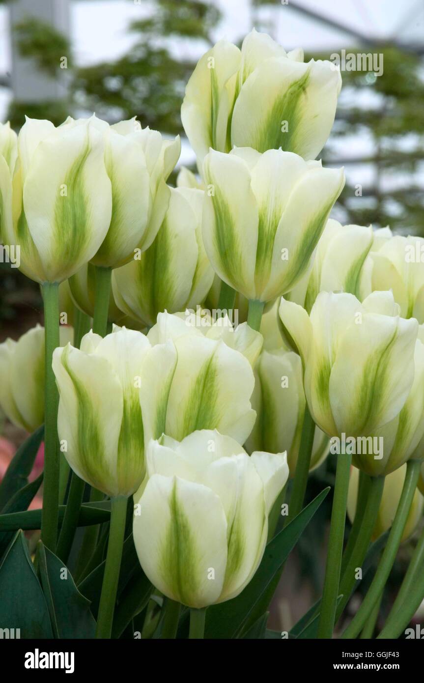 Tulipa 'Spring Green'- - (Viridiflora)   MIW251684 Stock Photo