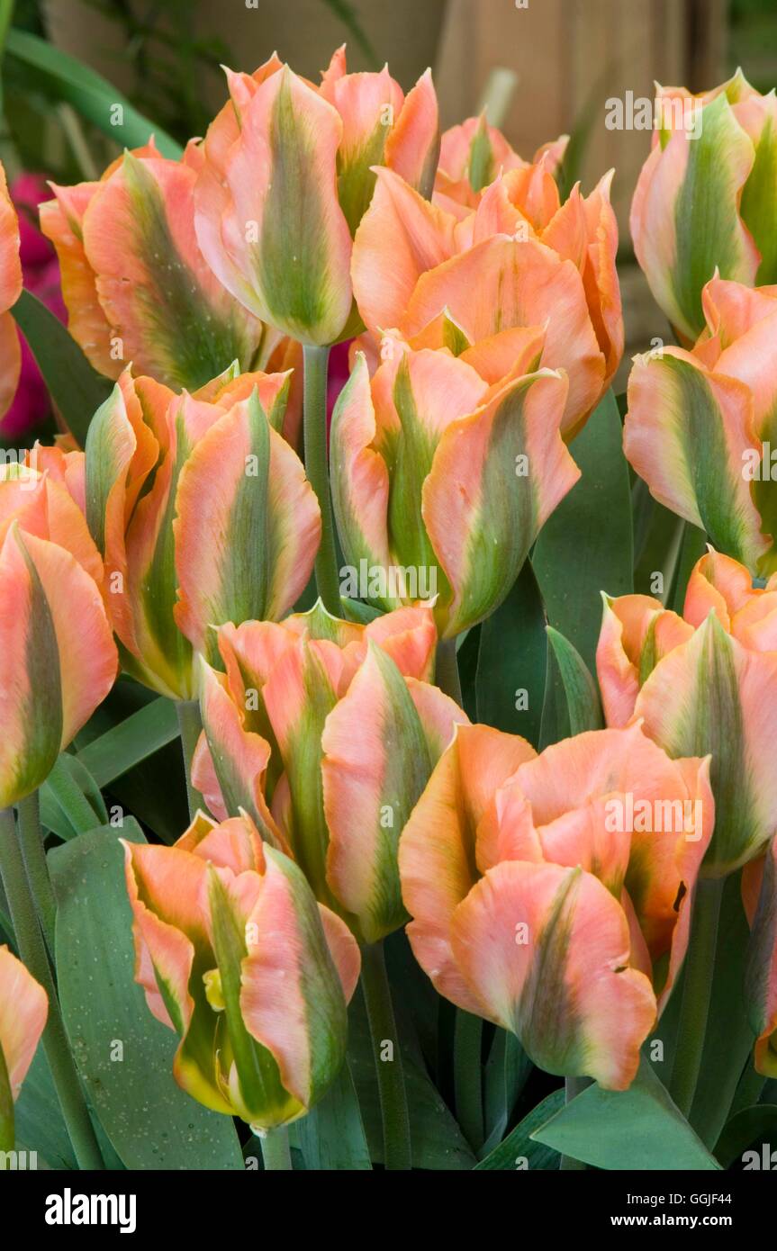 Viridiflora Tulip Tulipa Artist High Resolution Stock Photography And Images Alamy