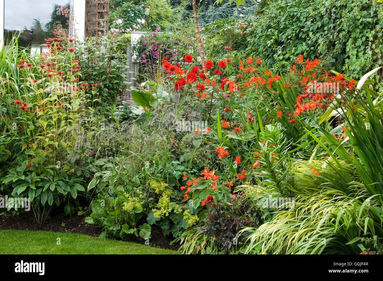Dahlia border hi-res stock photography and images - Alamy