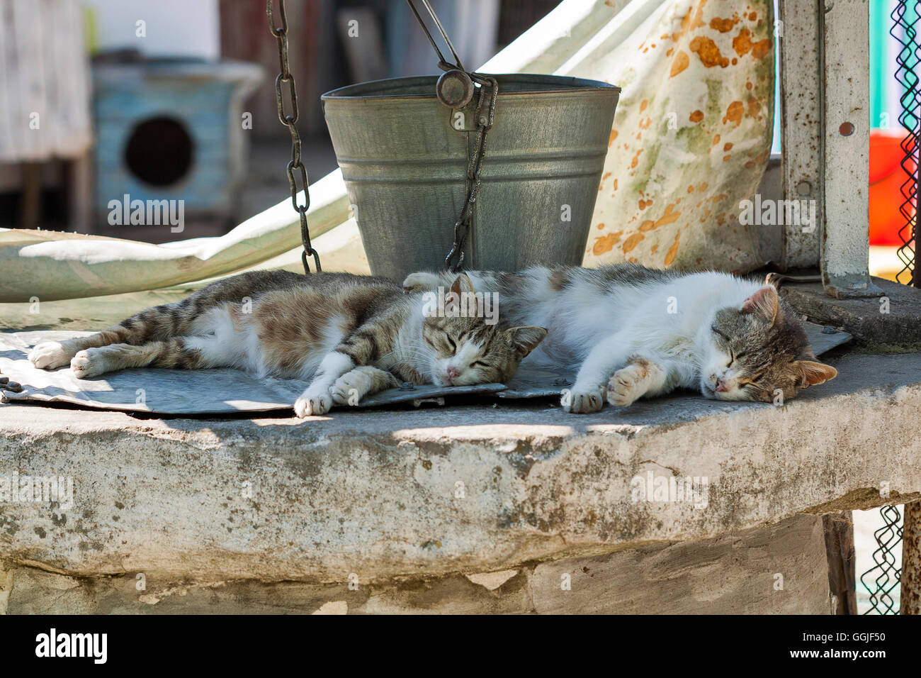 Two street cats sleeping in the shadow of water well with an old bucket Stock Photo